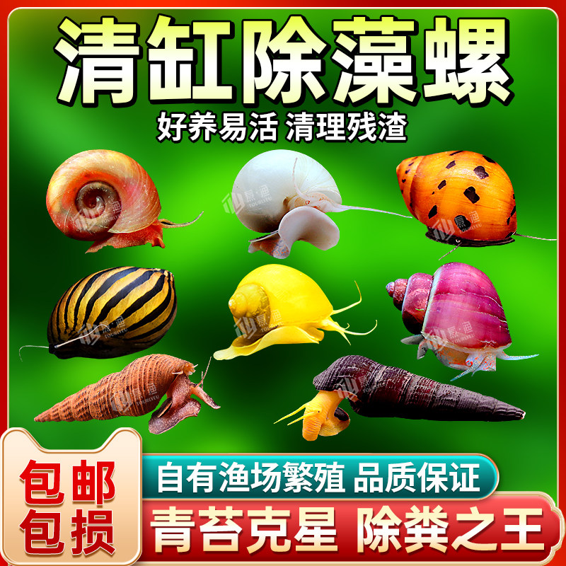 观赏螺大揭秘:斑马螺、洋葱螺、杀手螺,你的水族箱新宠等你来领!-其它水族宠物-淘宝好物网