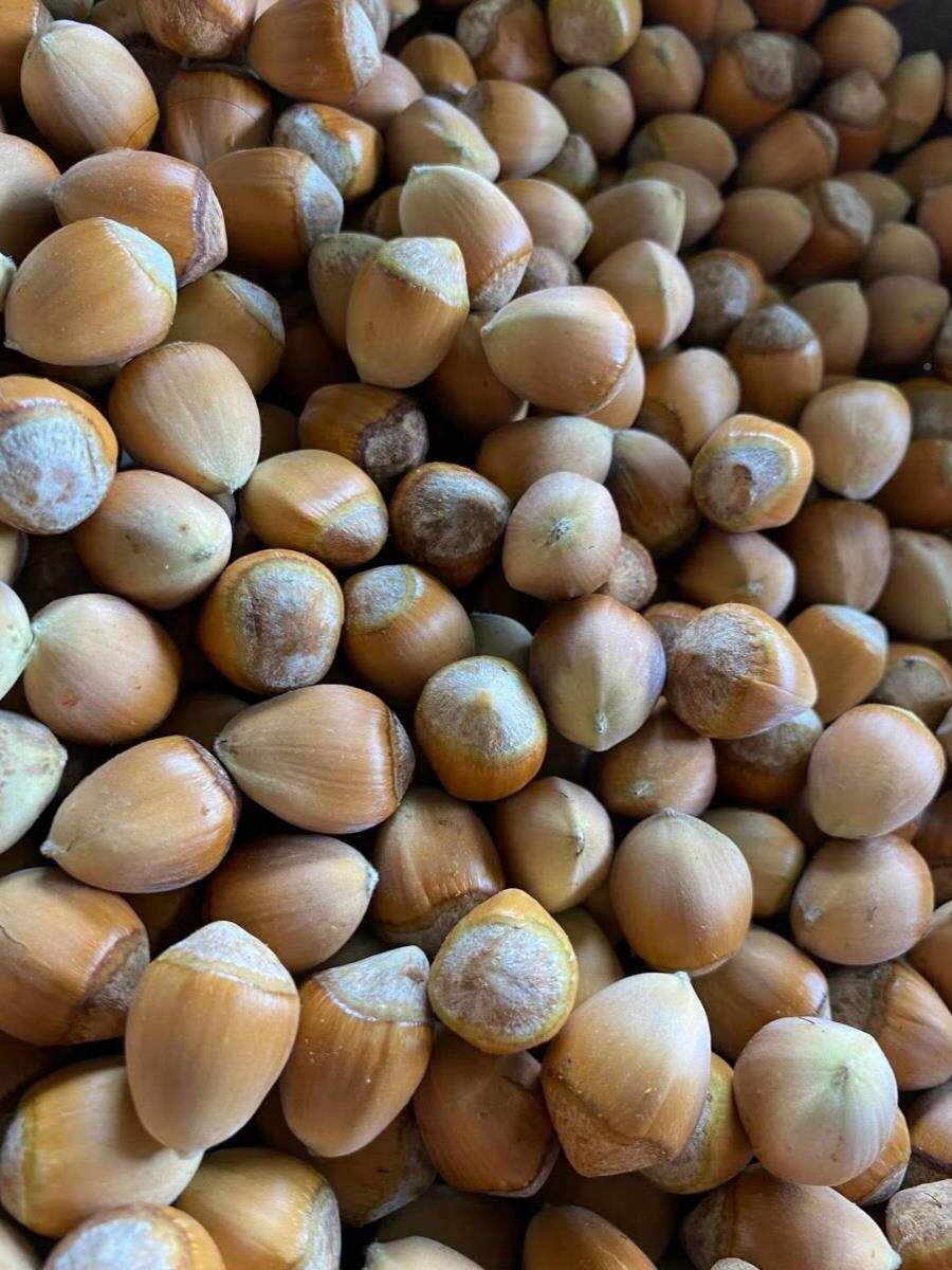 Thin leather jade pendant raw hazelnut origin direct northeast Liaoning Huanren production 2023 Fresh goods off the green and green skin-Taobao