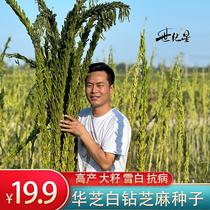 Century Star Huazhi White Diamond Sesame Seed High-yielding Sesame Seed Sesame Seed Sesame Seed Resistant to Disease and Lodging High-yielding Sesame Seed Variety