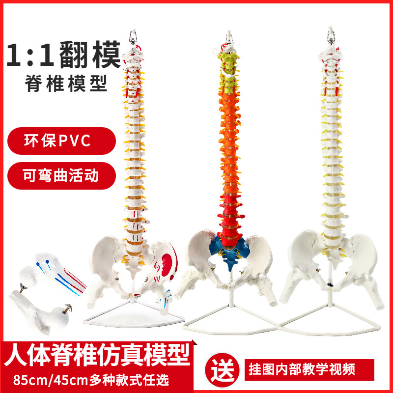 人体脊柱模型1:1成人正骨练习脊椎模型颈椎腰椎骨骼模型骨架模型