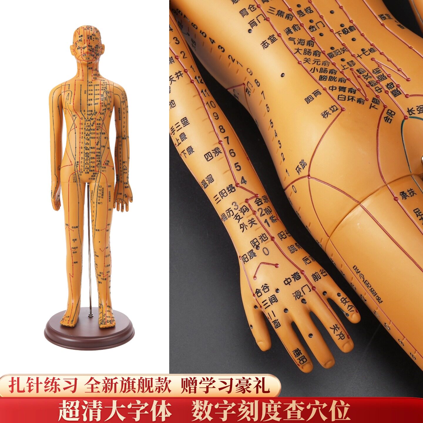 卓越针灸穴位人体模型经络穴位模特图全身中医十二铜人扎针小皮人