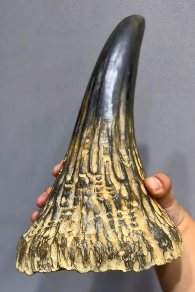 Authentic Natural Horn from a Rhinoceros, Asian and African Horns, High ...