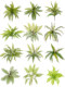 High-End Artificial Green Plants, Boston Ferns, Grass-Like Fake Plant Walls, Indoor Potted Plant Landscape Background Decoration Ornaments