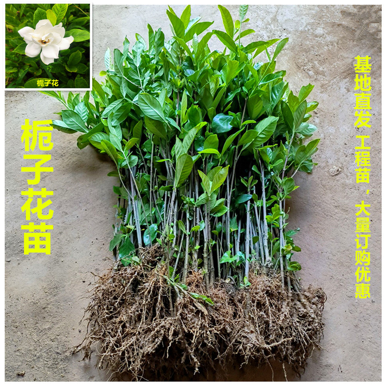 Large-Leaf Gardenia Saplings, Small-Leaf Gardenia Flower Seedlings, Balcony Potted Plants, Green Plants for All Seasons, Outdoor Air Purification, Garden Greening