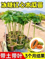 Fruit papaya seedlings dwarf rock sugar red heart papaya seedlings four seasons courtyard basin cut current year fruit green papaya saplings