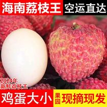 (Direct air transport) Diet fruit Hainan specialty Volcano Extra Large Lychee King Big Mac 5 pounds now picked in season