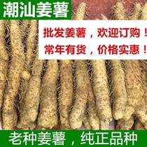 Chaoshan ginger and potato fresh specialties selected large strips are dug and shipped on the same day. Within the province 2 pounds. Outside the province 5 pounds. 1 portion 500 grams.