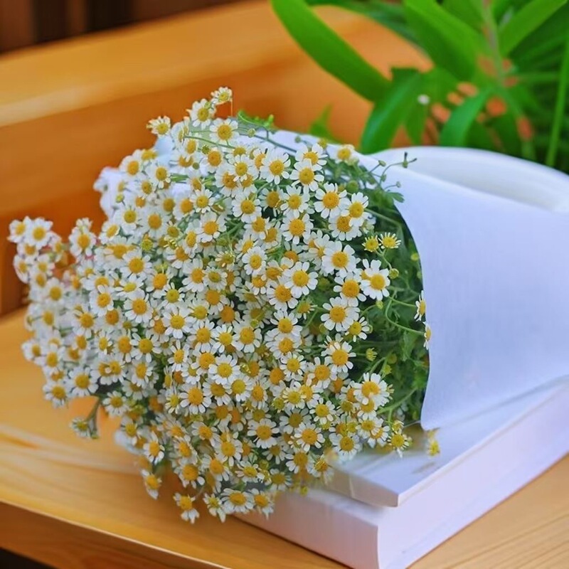Fresh Chamomile Cut Flowers Mixed with Grass in a Combination Package, Direct Delivery from the Farm, Popular Flower Material for Photoshoots, Suitable for Gift-Giving and Water Cultivation