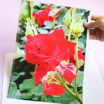 A4 inkjet plate printing film plate making film PET film inkjet printing film 100 sheets package