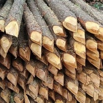 Pine wood pile river engineering piling wood larch log flood control outdoor greening support fir pole log customization