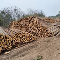 Fir wood piles river piling wood piles revetment slope protection wood piles piling logs fir wood support rods factory direct sales