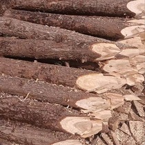 Fir wood piles pine wood piles larch river bank protection piles flood control wood piles landscaping support poles