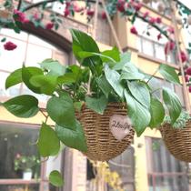 Hanging flower pots hanging rattan straw hanging hanging orchid pots creative handmade decoration indoor and outdoor hanging blue flower pots