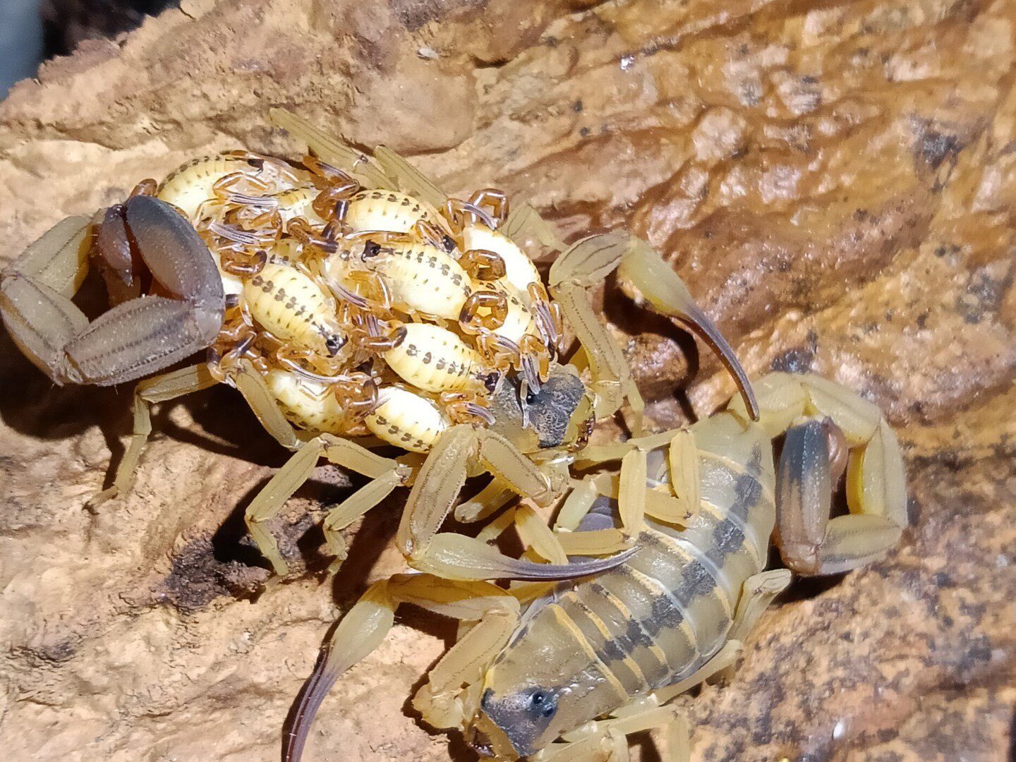 探索神秘之美| 巴西金幽灵蝎子的魅力🦎-蝎类-淘宝好物网