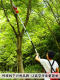 Xinghu High-Branch Electric Pruning Saw Rechargeable Lithium Chainsaw with Extended Telescopic Pole for Garden and Fruit Tree Pruning, High-Altitude Pruning