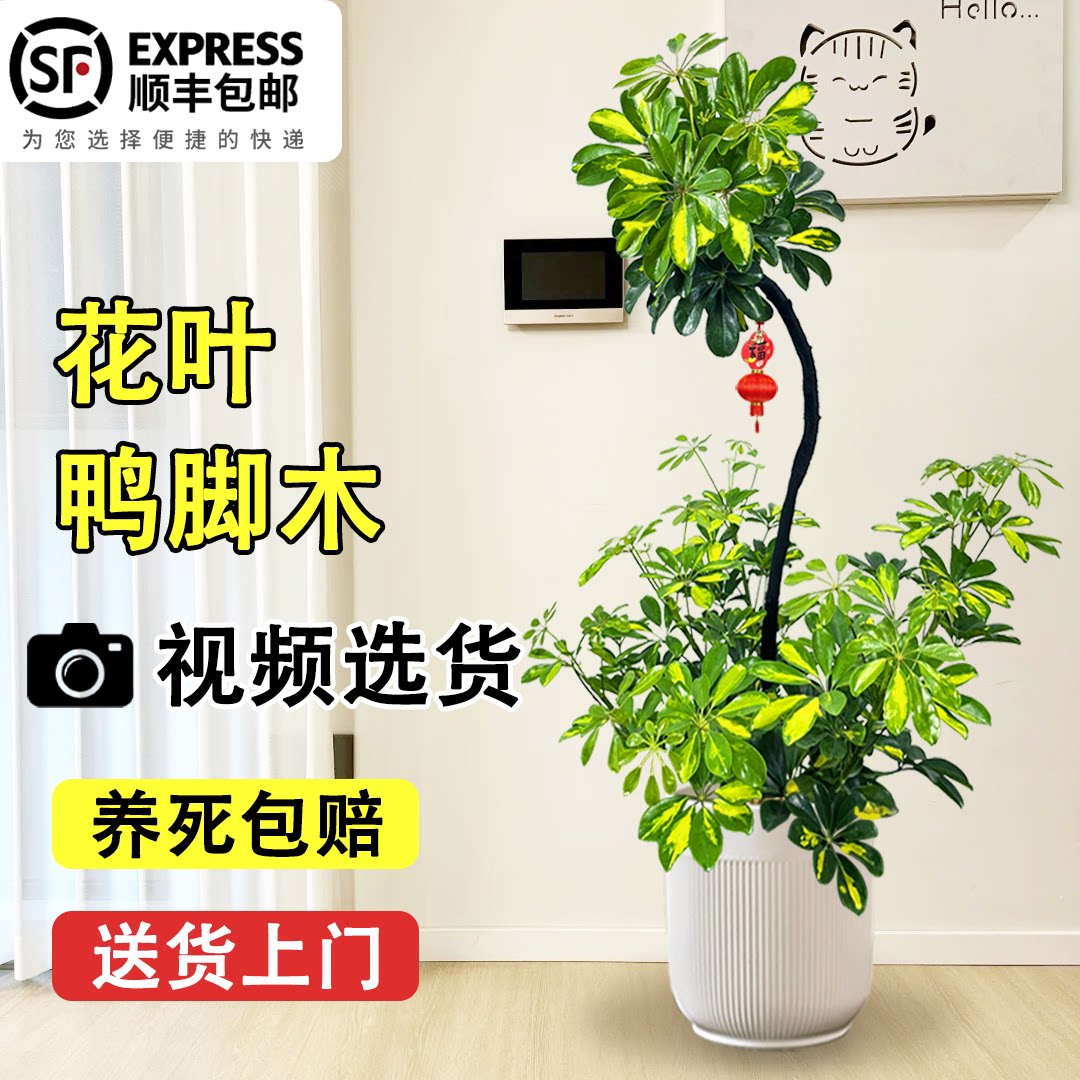 木思叶绿植的LOGO
