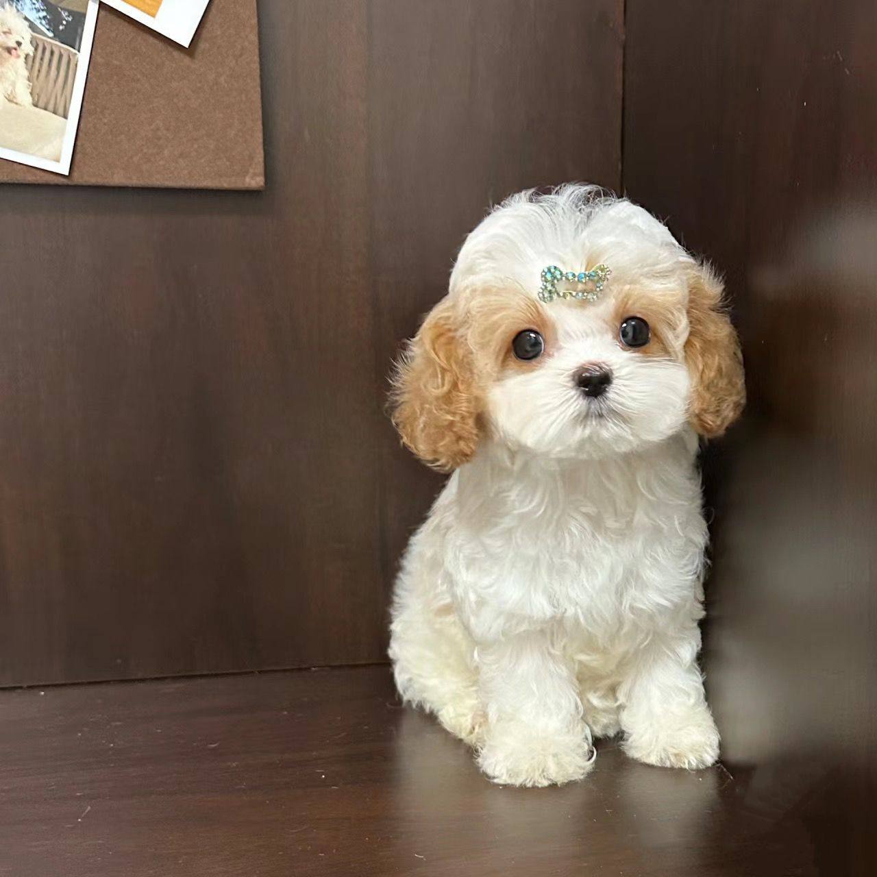 纯种可卡布幼犬，网红狗狗的选择！🐶深度解析-狗狗-淘宝好物网