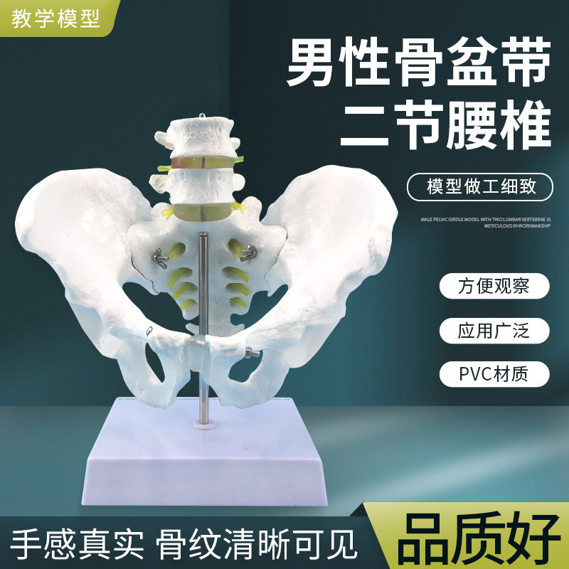 自然大男性骨盆带二节腰椎模型 人体骨骼模型 盆骨模型 腰椎 股骨