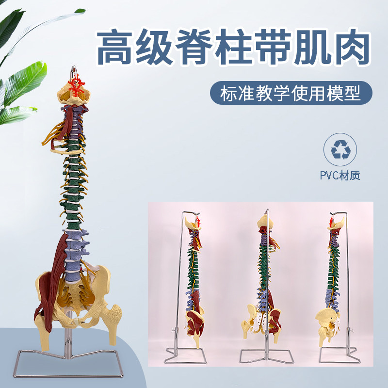 正骨人体脊柱附肌肉及彩色分区骨骼模型大脊椎成人1:1带胸椎骨盆