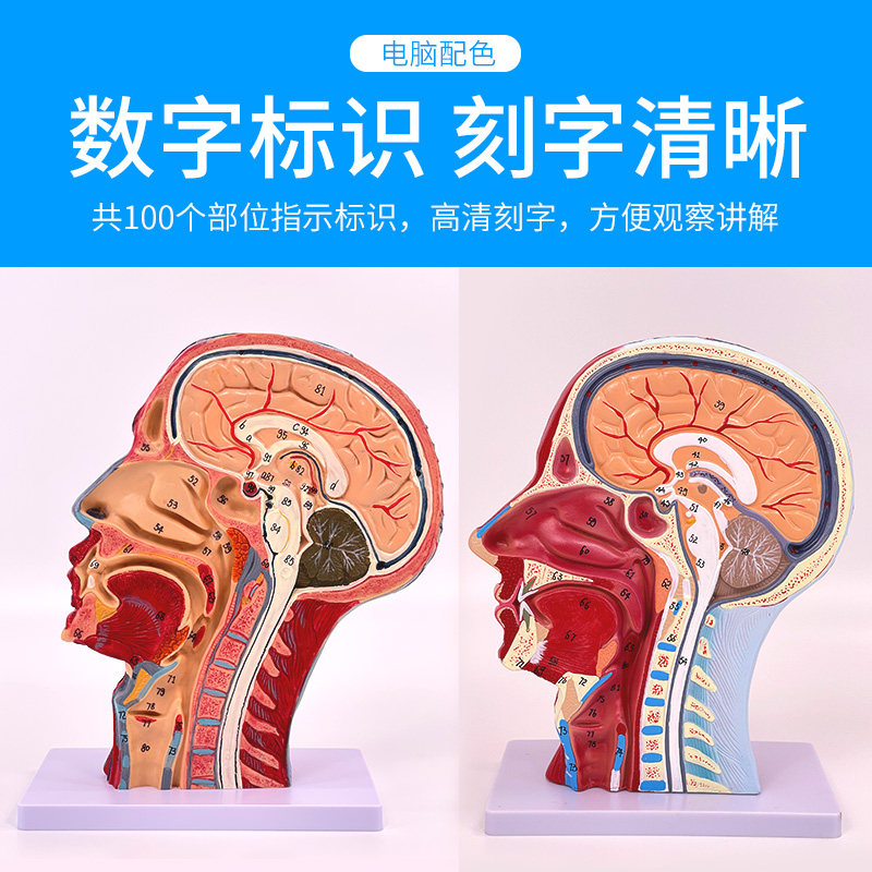 医学 头部正中矢状切面附血管神经模型 面部模型 头部解剖模型