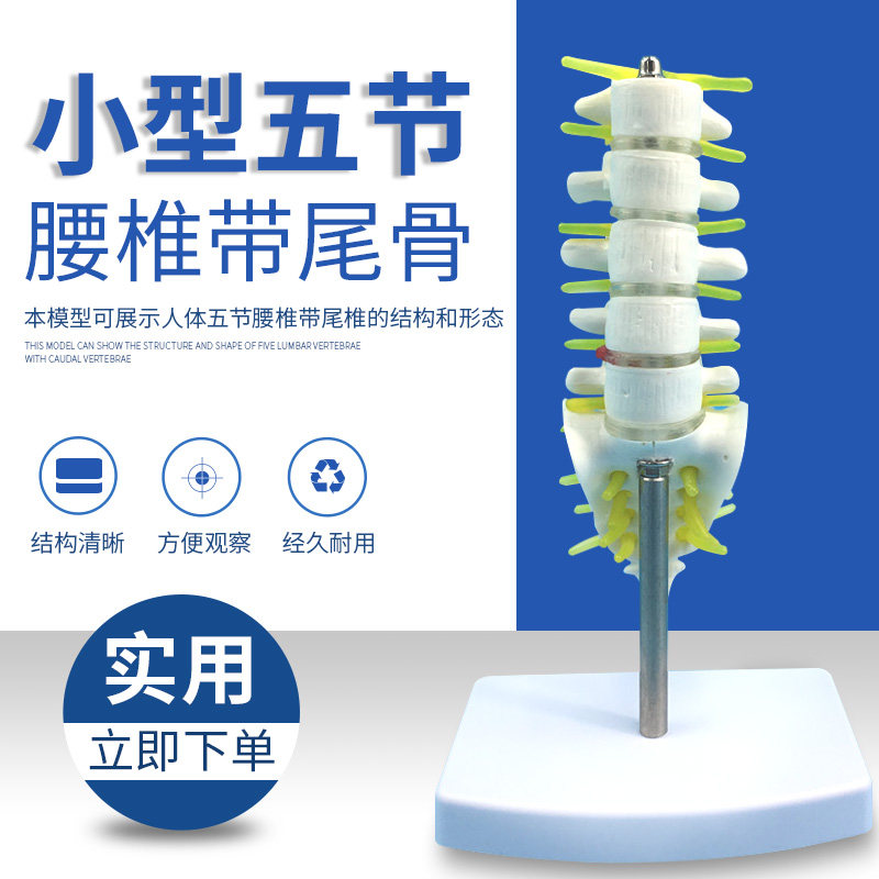 自然大五节腰椎带尾椎模型成人腰椎带尾骨颈椎骨骼腰椎间盘演示
