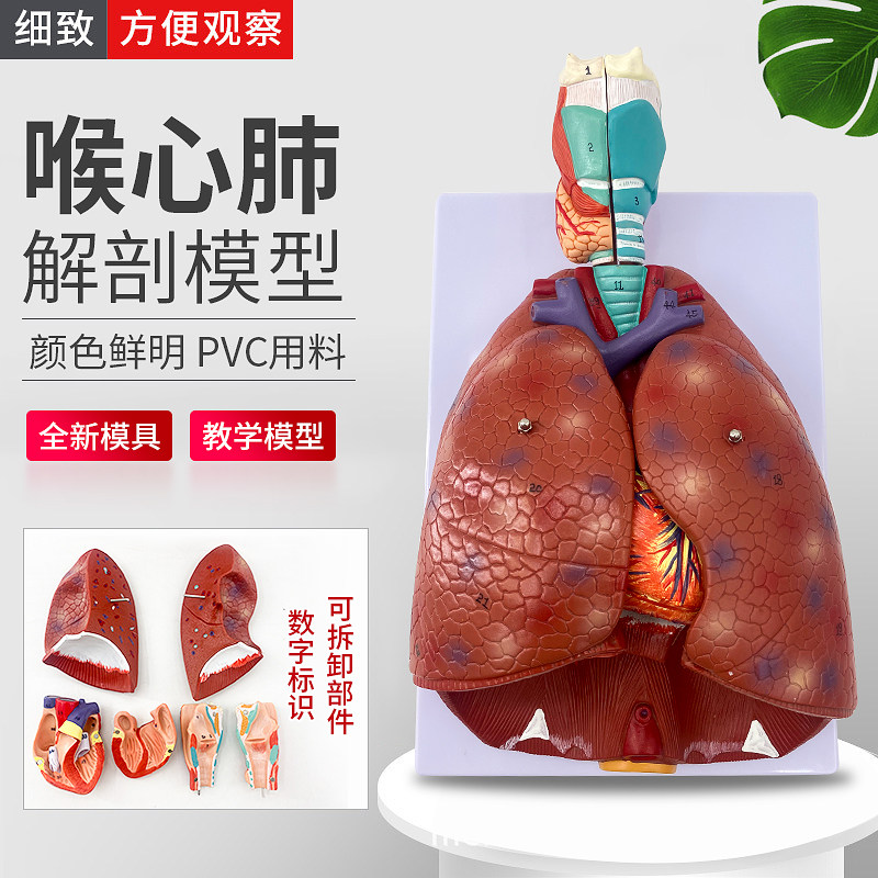 人体喉心肺 肺脏模型心脏喉管气管 淋巴结医学胸外科教学厂家直销