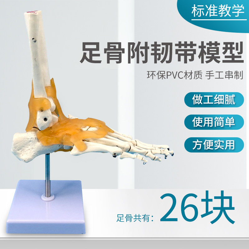 脚关节踝关节模型足骨模型人体脚骨骨骼脚关节教学模型医学用具