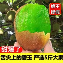Own orchard Boshan kiwi fruit 5 pounds extra large fruit source jasper fresh fruit green heart kiwi fruit sweet