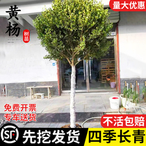 Single-pole boxwood saplings melon seed boxwoods courtyard cold-resistant evergreen landscape trees bonsai materials small-leaf boxwood seedlings