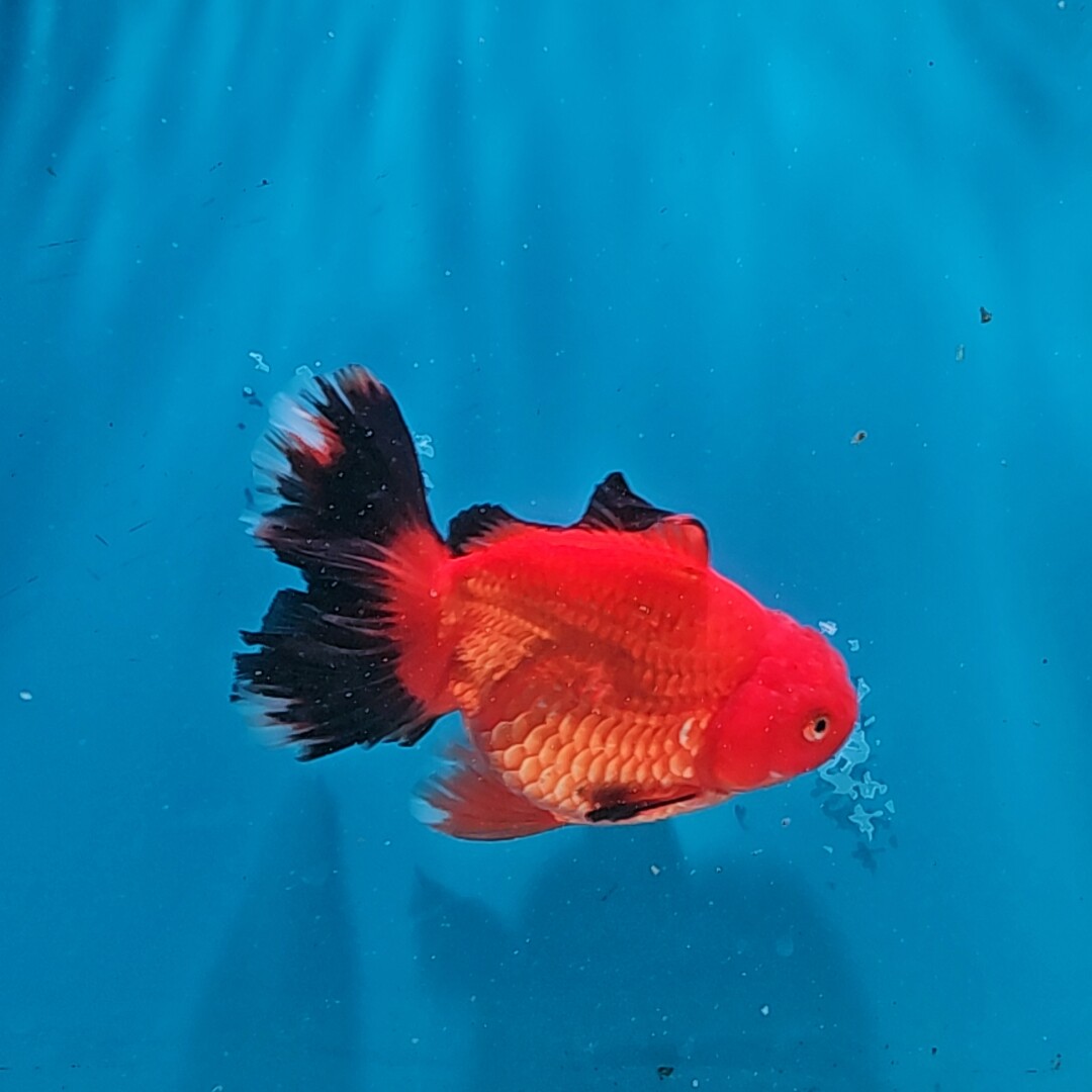 泰狮55号拍品,究竟有何魅力?🤩深度揭秘-水族服务-淘宝好物网