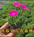 欧石竹花卉基地
