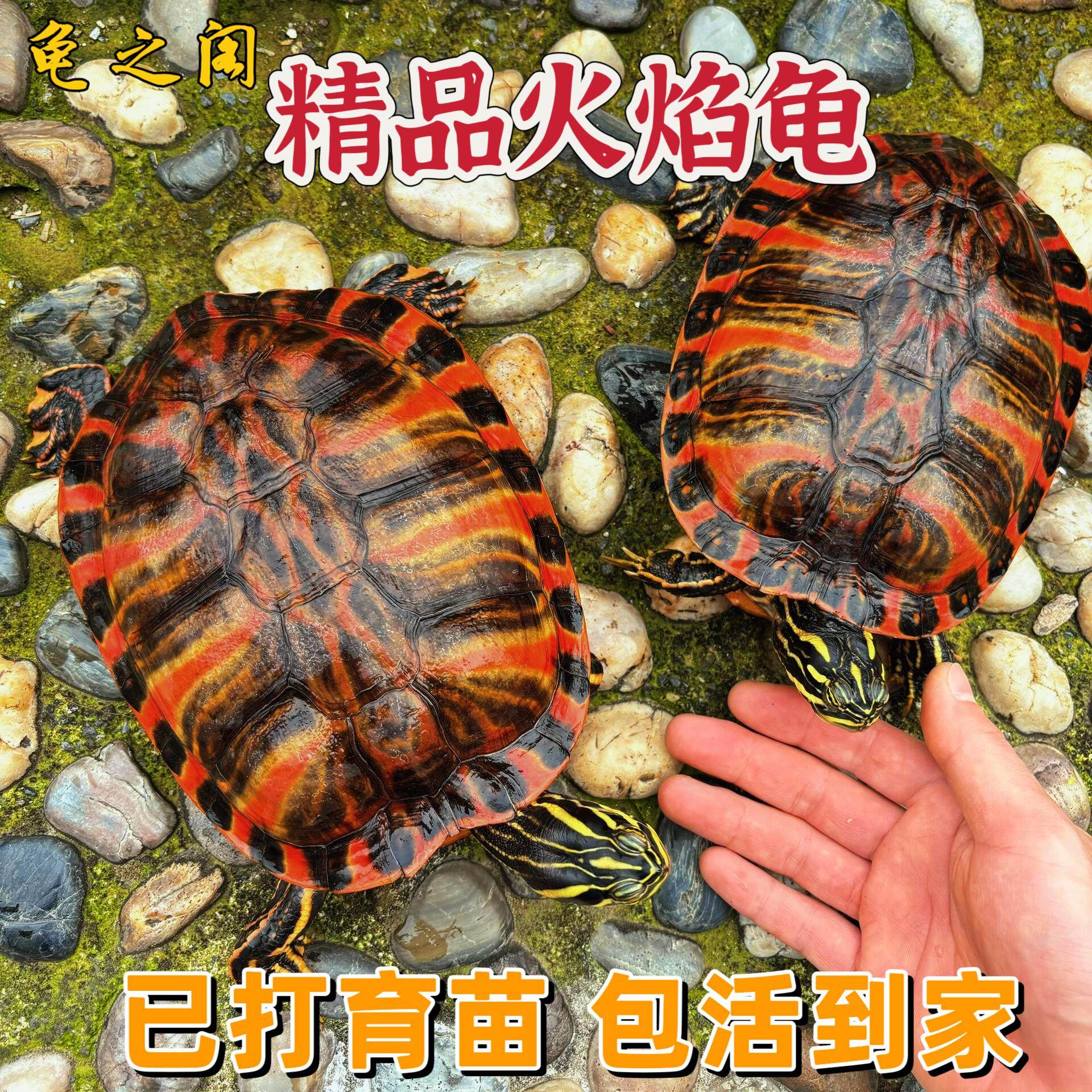 🔥深水火焰龟,让你的生活充满活力!🌿-龟-淘宝好物网