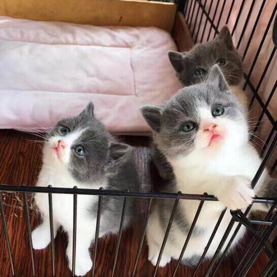 如何挑选一只健康可爱的纯种英短蓝白猫幼猫？ —— 宠物界2026年度潮流趋势解读