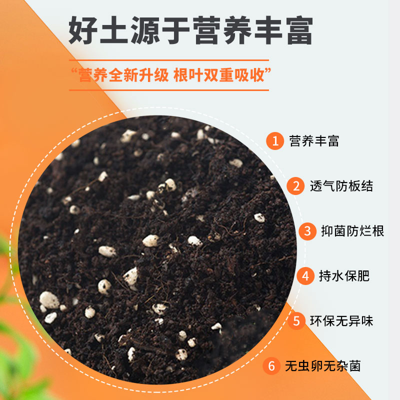 玫瑰和月季有什么区别？花语背后的秘密