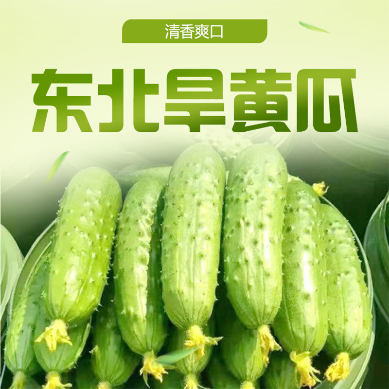 现货新鲜西葫芦瓜嫩茄瓜茭瓜三月瓜番瓜农家菜瓜！产地直发包邮，吃出