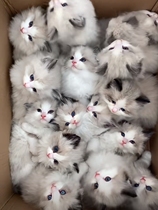 Ragdoll kitten sea double blue double blue eyes long-haired fairy cat pet live animal cub race-level lynx purebred cat