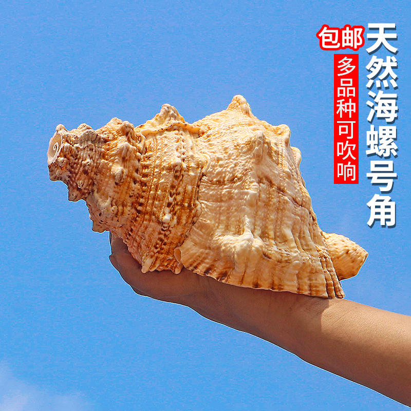 Natural extra-large sea snail can blow clarion horn snag large frog snag shell collection horn fish tank making a property swing piece-Taobao