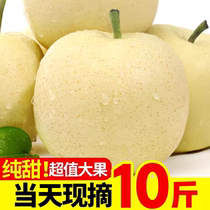 Fresh Pear Hebei Crown Piars 10 catties Whole Bars When Cassed Fruits Snow Off the Mountain