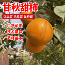 Ganqiu persimmon seedlings are grafted to seedless crispy sweet persimmon saplings potted plants are planted in the north and south and the fruits are grown in the garden in the same year.