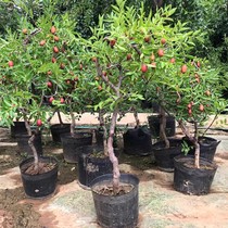 Jujube saplings southern seedlings potted plants northern and southern courtyard fruit trees grafted new varieties of fruit trees and fruit seedlings that bear fruit in the same year