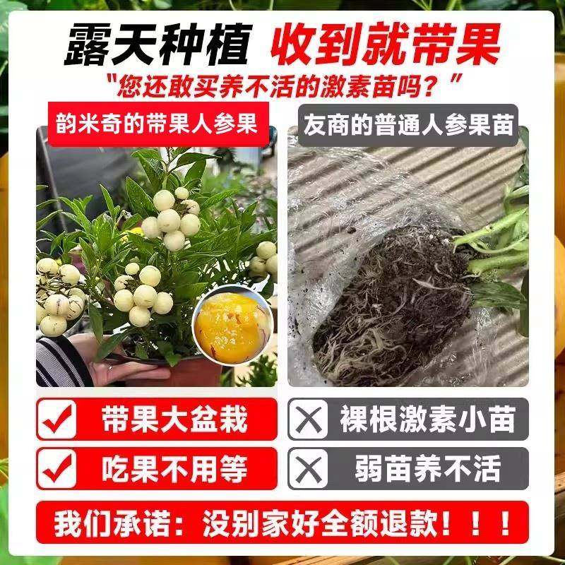 如何选购奶香人参果树果苗？了解南北方种植差异与成长趋势 🌱