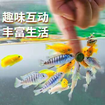 Patch fish food small fish guppy fish food lamp ຄອບຄົວ betta ປາໄມ້ປະດັບ ປາເຂດຮ້ອນ ອາຫານປາຂະຫນາດນ້ອຍ brine ກຸ້ງ