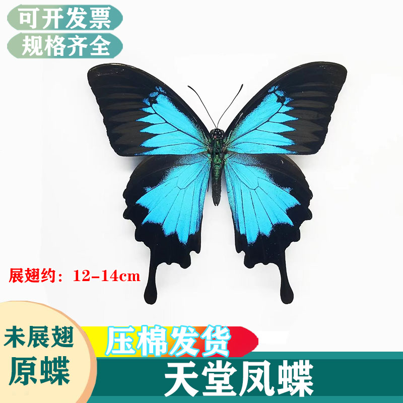 未展翅・昆虫標本】No.01 ベニモンクロアゲハ標本【定形外発送