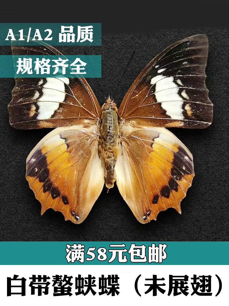 白带螯蛱蝶樟白纹蛱蝶茶褐樟蛱蝶学生认知收藏真蝴蝶标本A1A2品质