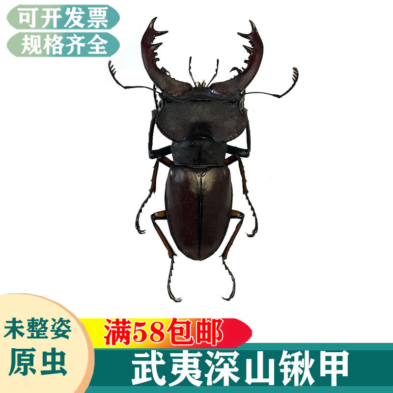 武夷深山锹甲标本素材真昆虫湿虫未整姿科普教学收藏装裱生物锹属