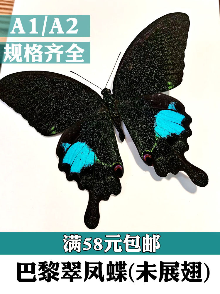 巴黎翠凤蝶 琉璃翠凤蝶大琉璃纹凤蝶宝镜凤蝶真蝴蝶标本A1A2品质