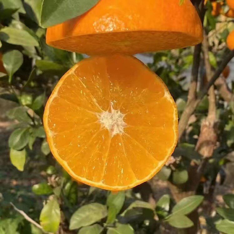 象山橘鲜红农场的LOGO