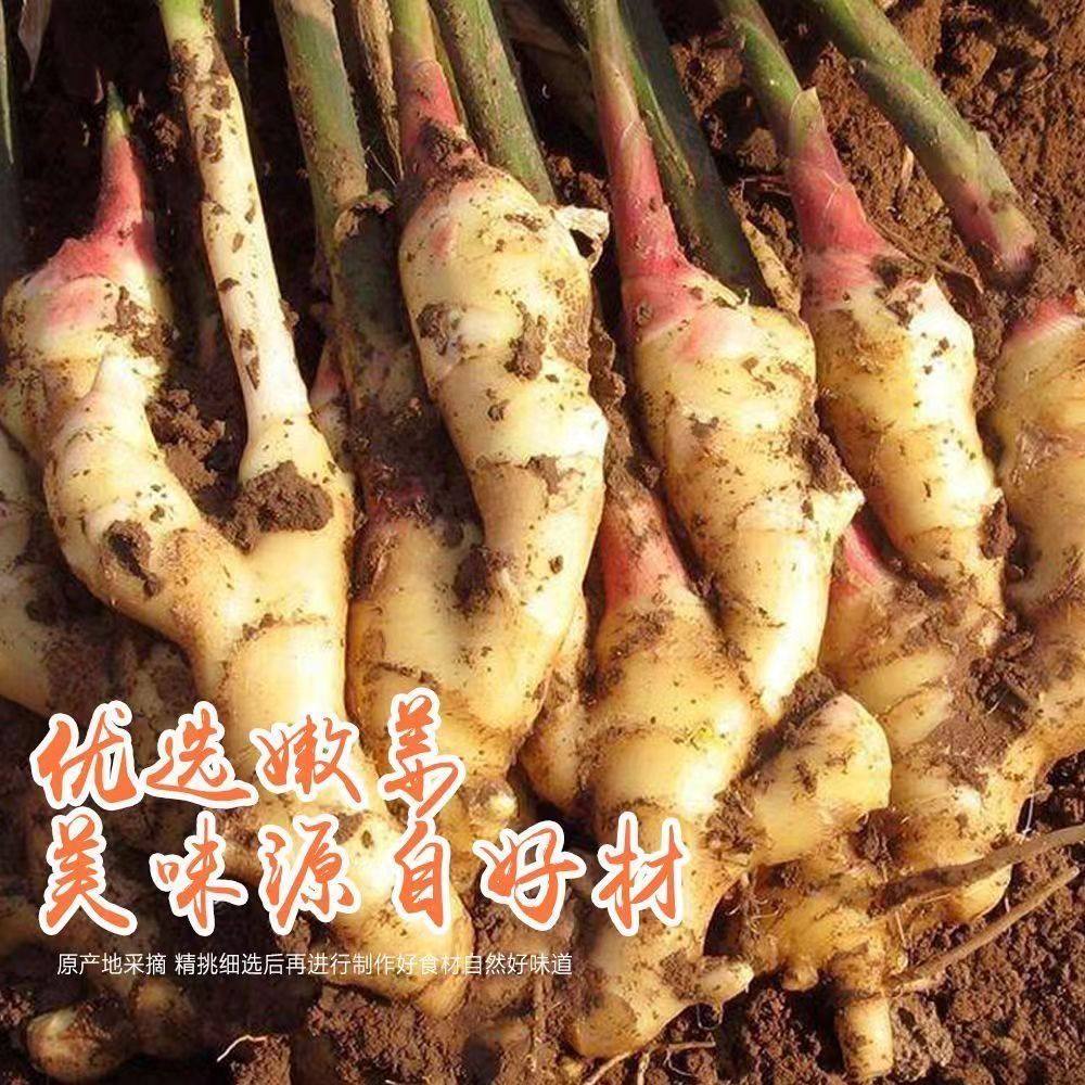 Jiangxi Specialty Sweet and Sour Ginger Tender Ginger Teeth Fresh and Refreshing Independent Ginger Appetizer Small Package Ready-To-Eat Ginger Slice Snacks
