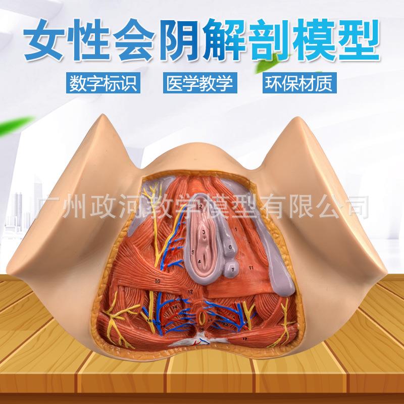 女性子宫解剖模型 会阴解剖模型 女性生殖解剖模型生殖结构模型