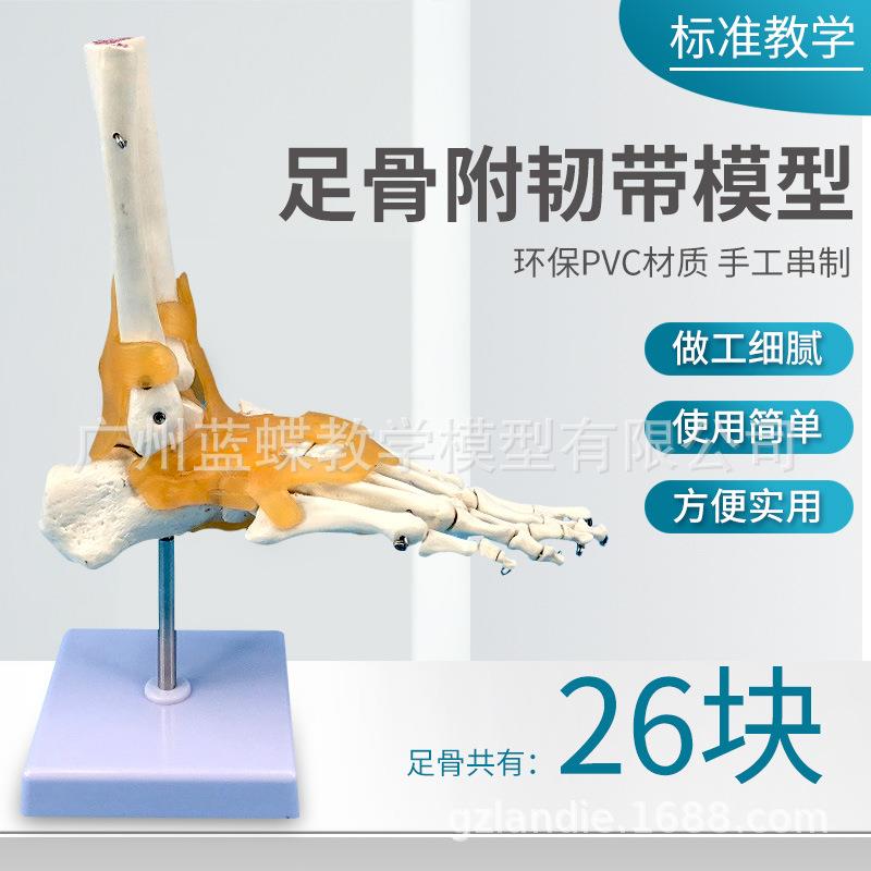 自然大脚关节模型 脚部骨骼模型 脚部关节展示模型 1:1自然大足骨